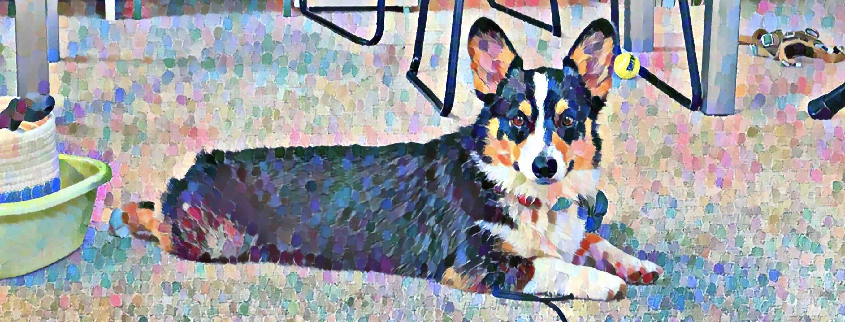 unofficial heromode mascot, jack the tri color pembroke welsh corgi