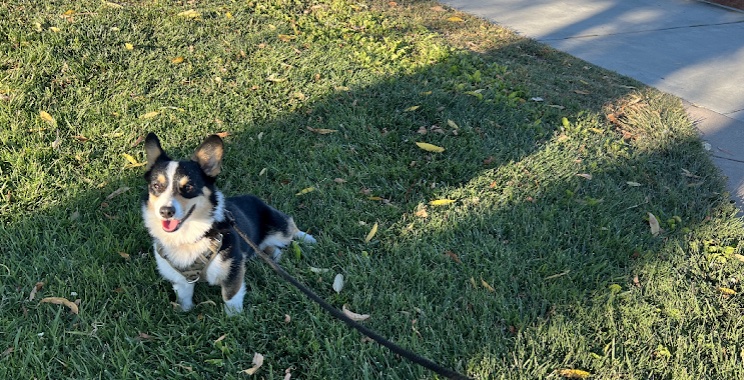 jack enjoying his morning potty walk