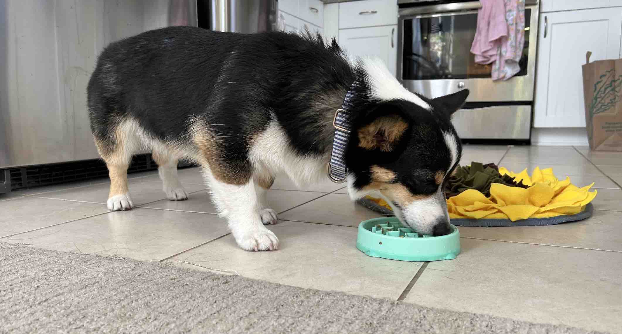 jack enjoying his morning meal