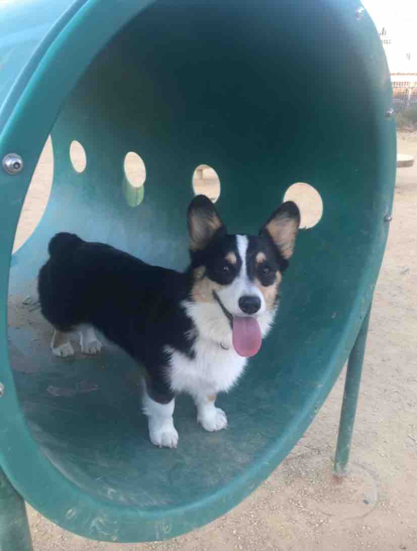 jack enjoying his morning activity session in a dog park