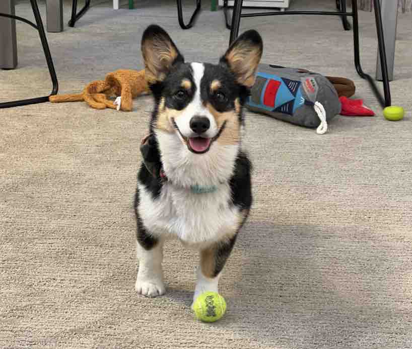 jack looking at you with those sparkly eyes and asking you to play ball ball with him