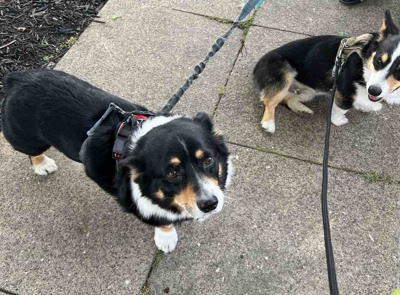 jack meeting a friend during an evening walk