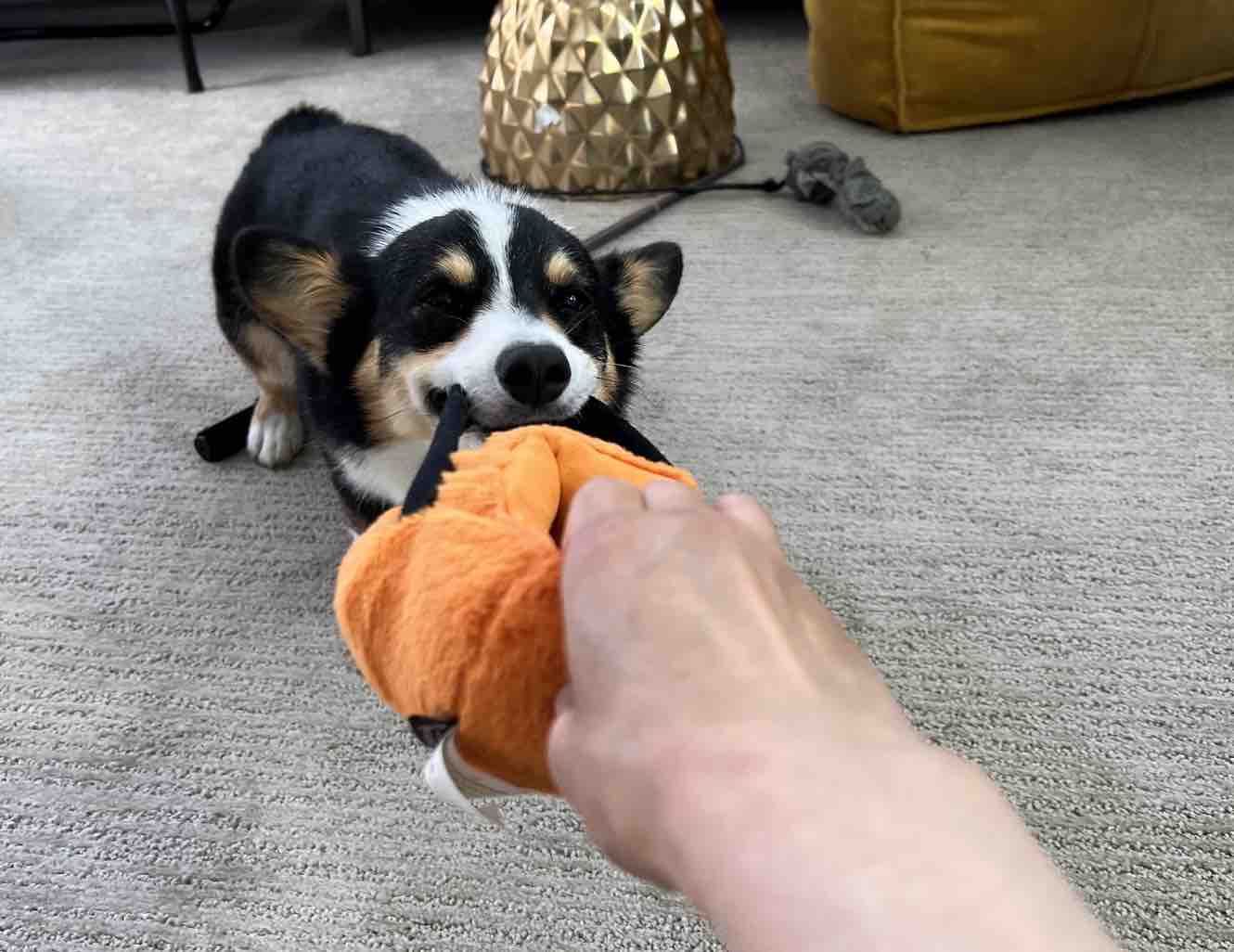 jack playing with the jack-o-lantern toy